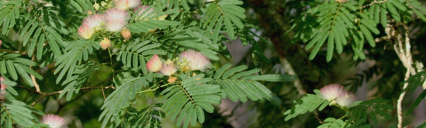 Mimosa plant